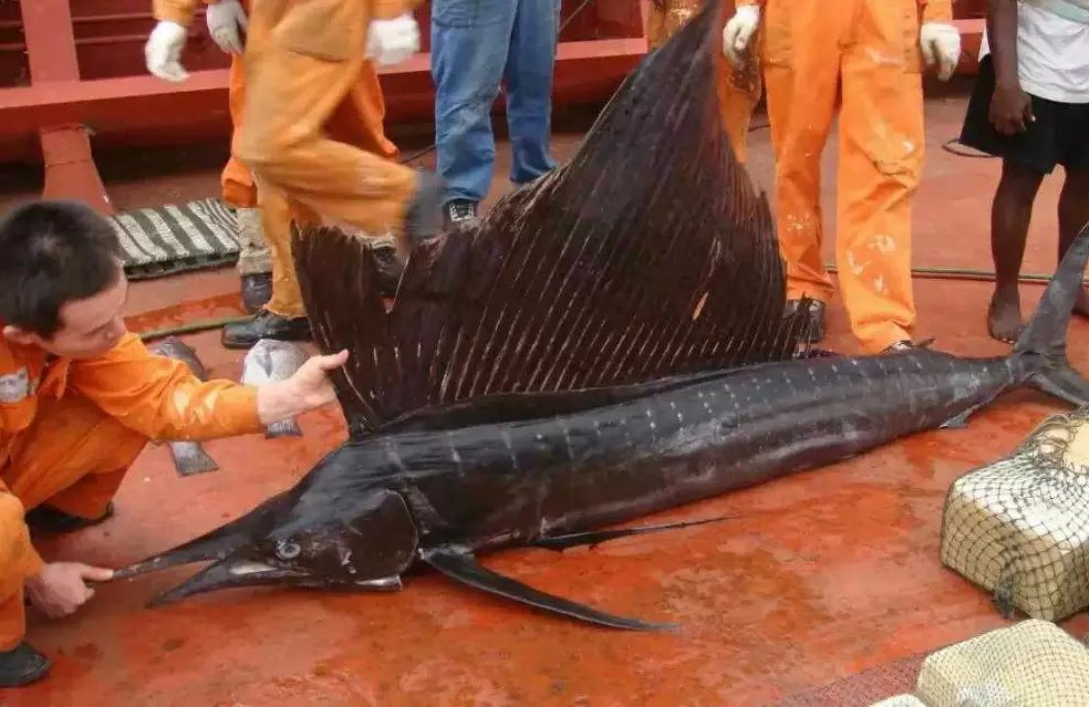 国际货轮工作照！环境照！