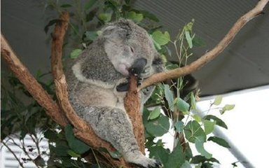 新西兰高端厨师技术工作签经典案例分享