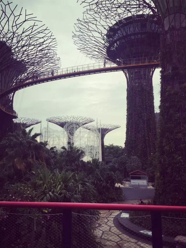 新加坡木工普工服务员等多工种招聘