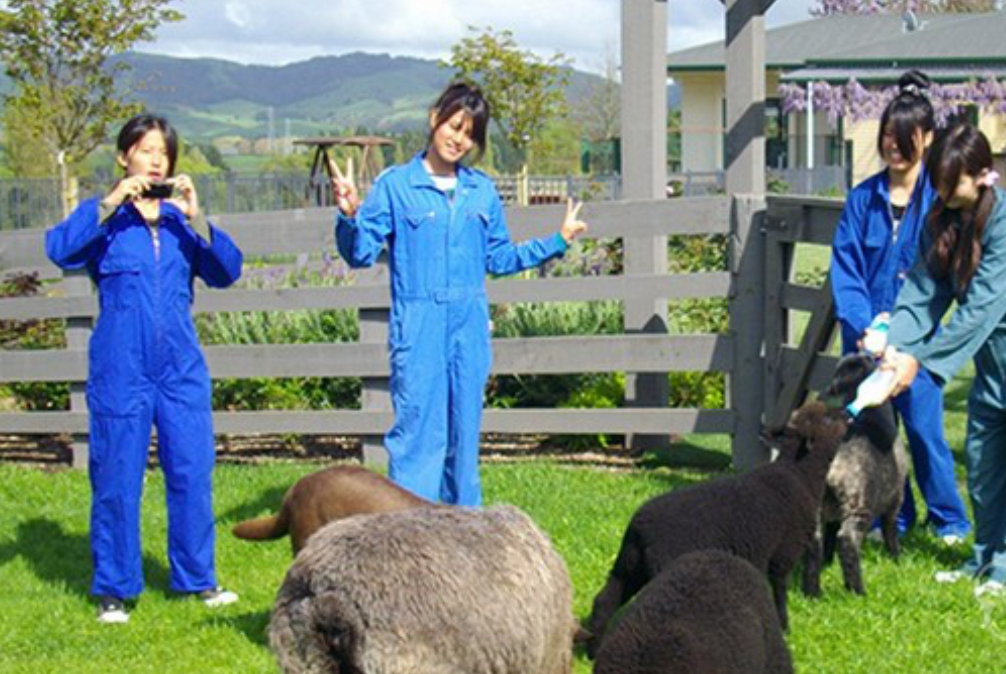 新西兰羊毛衫修补工、针织工招聘简章