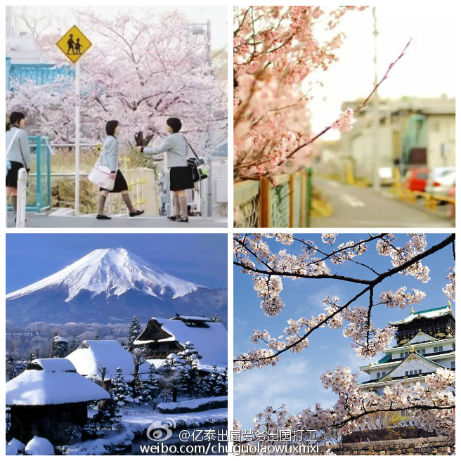 日 本 留 学 指 南，点击查看详情