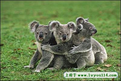 澳大利亚正规工作签招聘