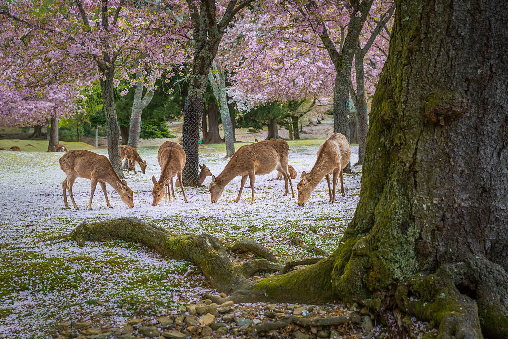 轻松月入5万，赴日就业工签-电子机械学工程师