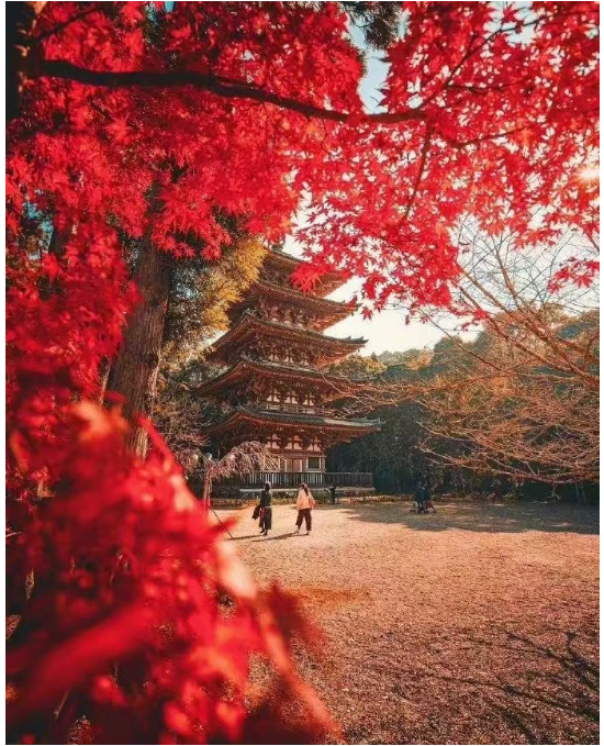 关于日本留学0服务费的哪些事