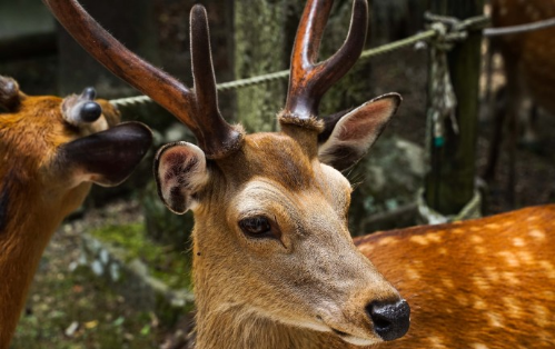 日本温泉酒店工作—— 年薪28万＋