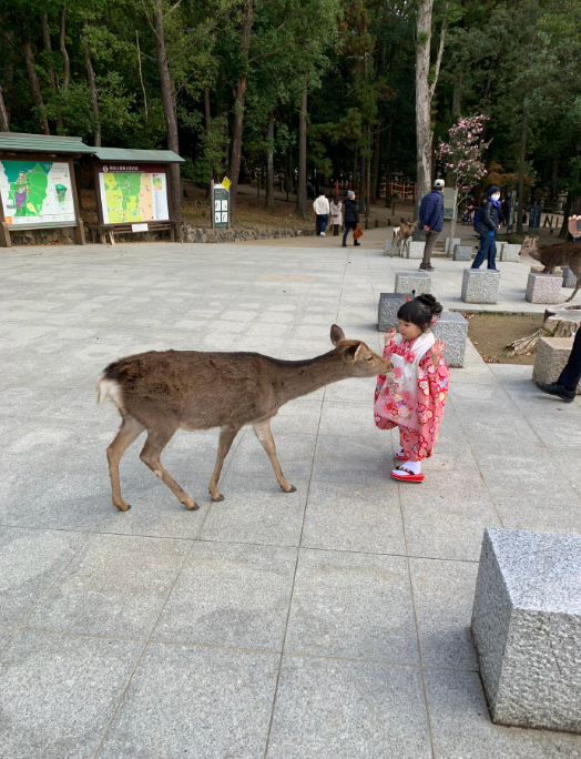 日本培训转工签 年薪25万高端就职 可全家移民