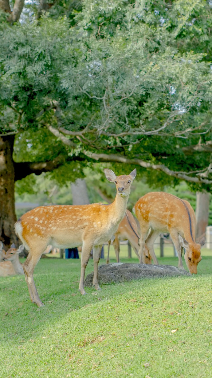日本可能10月起分阶段放宽疫情限制包括入境隔离